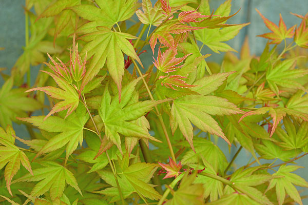 Coral Magic Japanese Maple